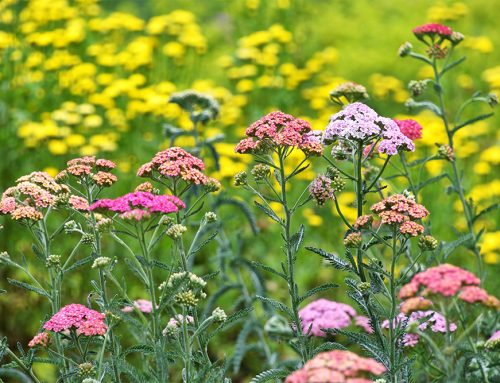 Garden Flowers that Thrive on Staten Island