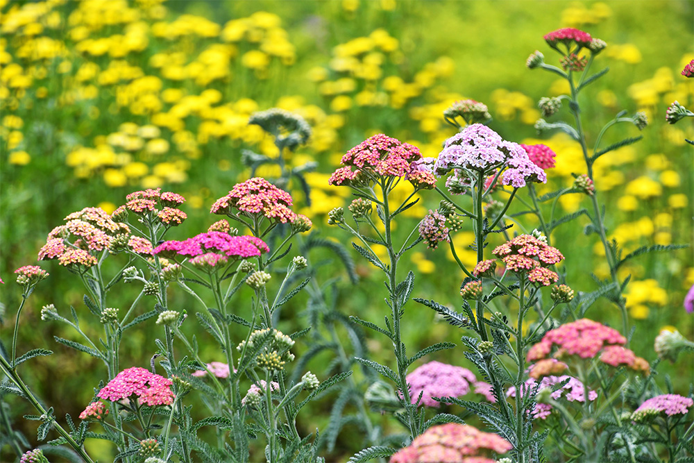 colorful pink, purple and yellow yarrow wild flowers - garden flowers concept